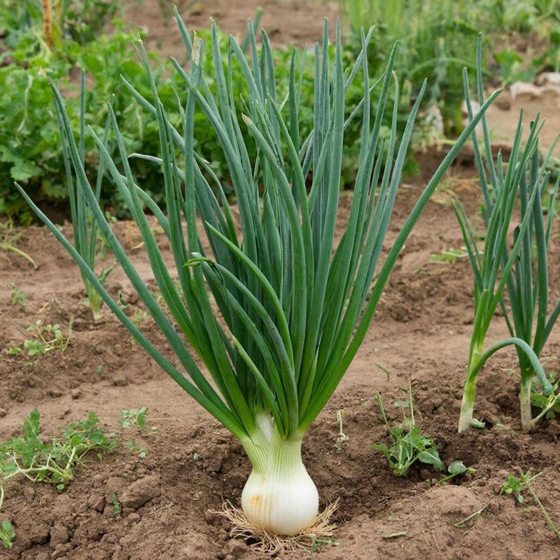 ������� ����: ��� ������������� ������������ �� �������