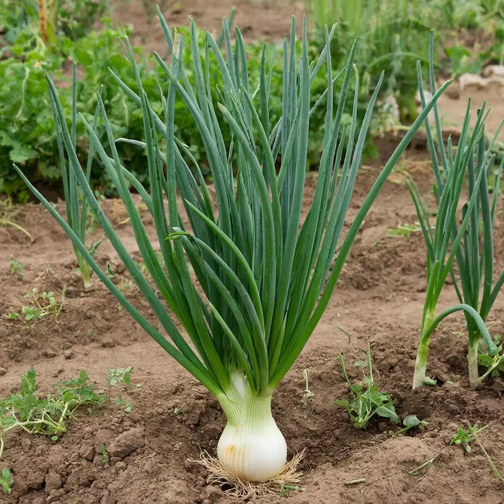 Гниение лука: как предотвратить неприятности на грядках