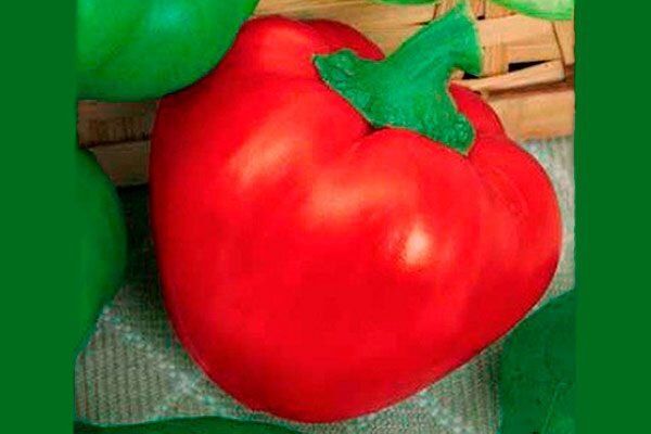 ��������� �������: ������� � ���� ������