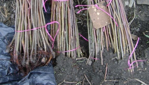 ��� ��������� ��������� ������� �� ����: ������ �� ���������� ��������