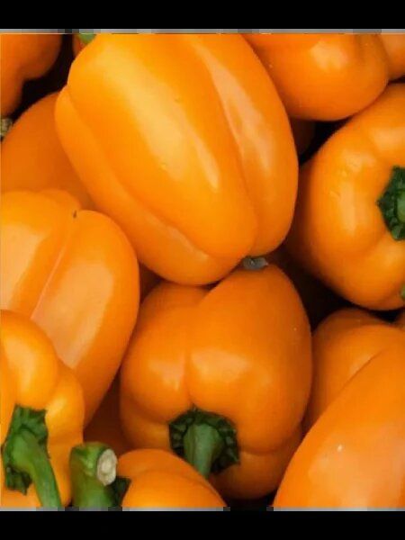 ����� ������ ������� ������������: ��� ������� ������ �������� �����������