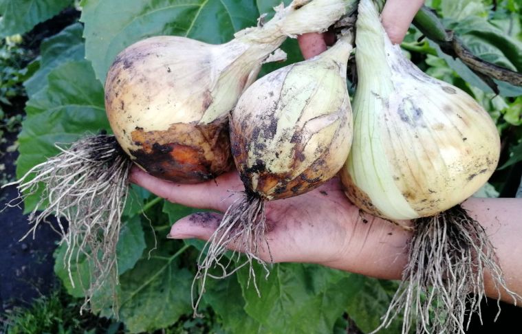 ��� ��������� ��������� ������� ����: ������ � �������