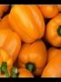 Перец Звезда Востока мандариновая: как крупный гибрид покоряет огородников