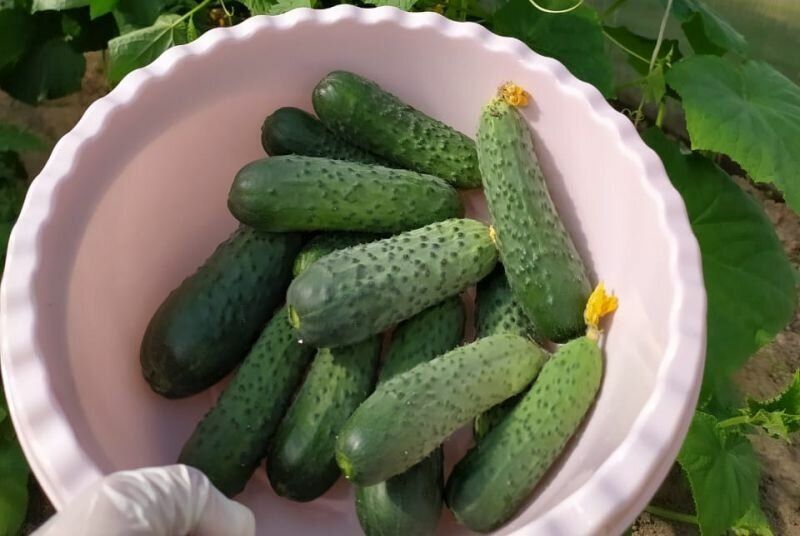 ��������� ������ ����������� ������� �� ���: ������, ������, �����