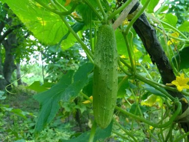 ��� ������� ��������� ������� ��� �������: ������� �������� ������