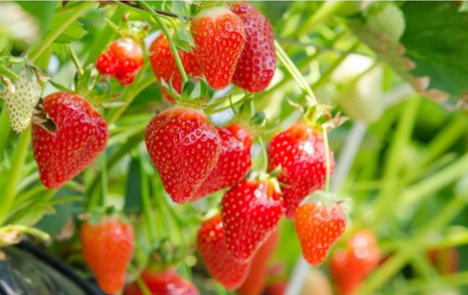 ��������� ������ ��������� � ��������: ��� ������� ��� ��������?