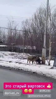 Кабанчики прогулялись по Старому Вартовску