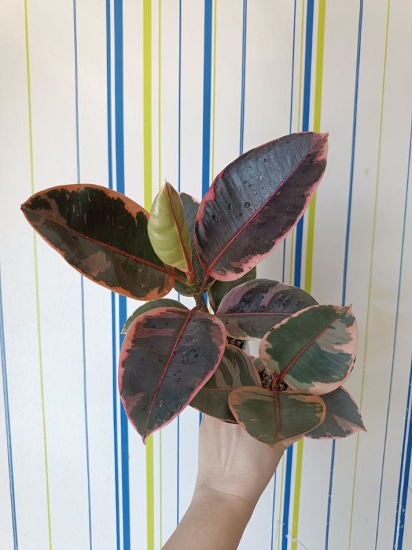 �����: �� ����������� ������ �� ��������� ������� � ���������