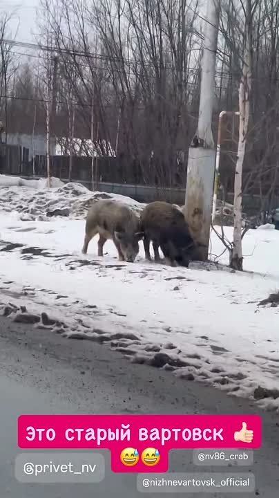 ��������� ����������� �� ������� ���������