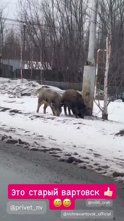 Кабанчики прогулялись по Старому Вартовску