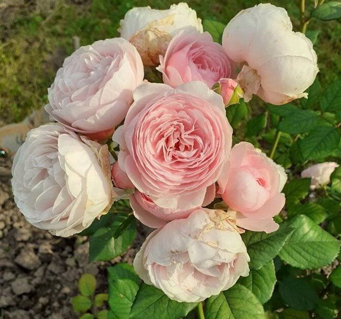 ������� ����� �� ������: ��� ������� �������� ��� � ����� ����