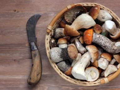 Зимние дары природы: грибной сезон в Подмосковье