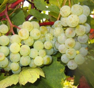 Виноград Сен Пепин: идеальный выбор для северного виноделия