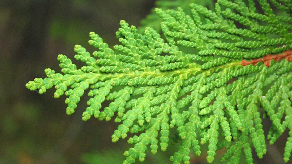 ��� �������������� ��������� ��� �� �������: ��������� �����������