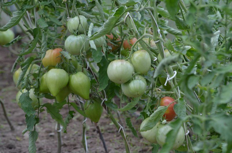 ������ ������� �� �������������: ����������� ������ ���������