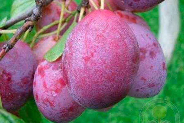 ��� ��������� ����� ����� �������: ������� ��� ��������� ����