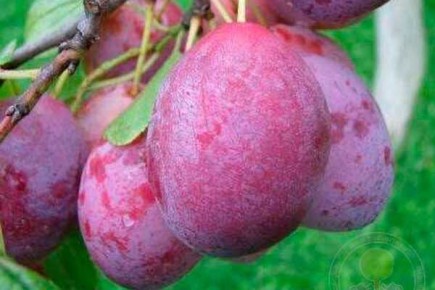 Как вырастить сливы сорта Алексий: секреты для успешного сада