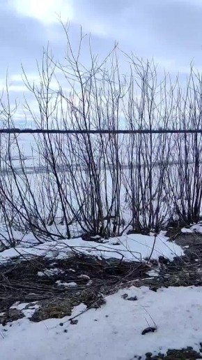 В Югру прилетели лебеди. Птицы, похоже, решили, что весна уже вступила в свои права