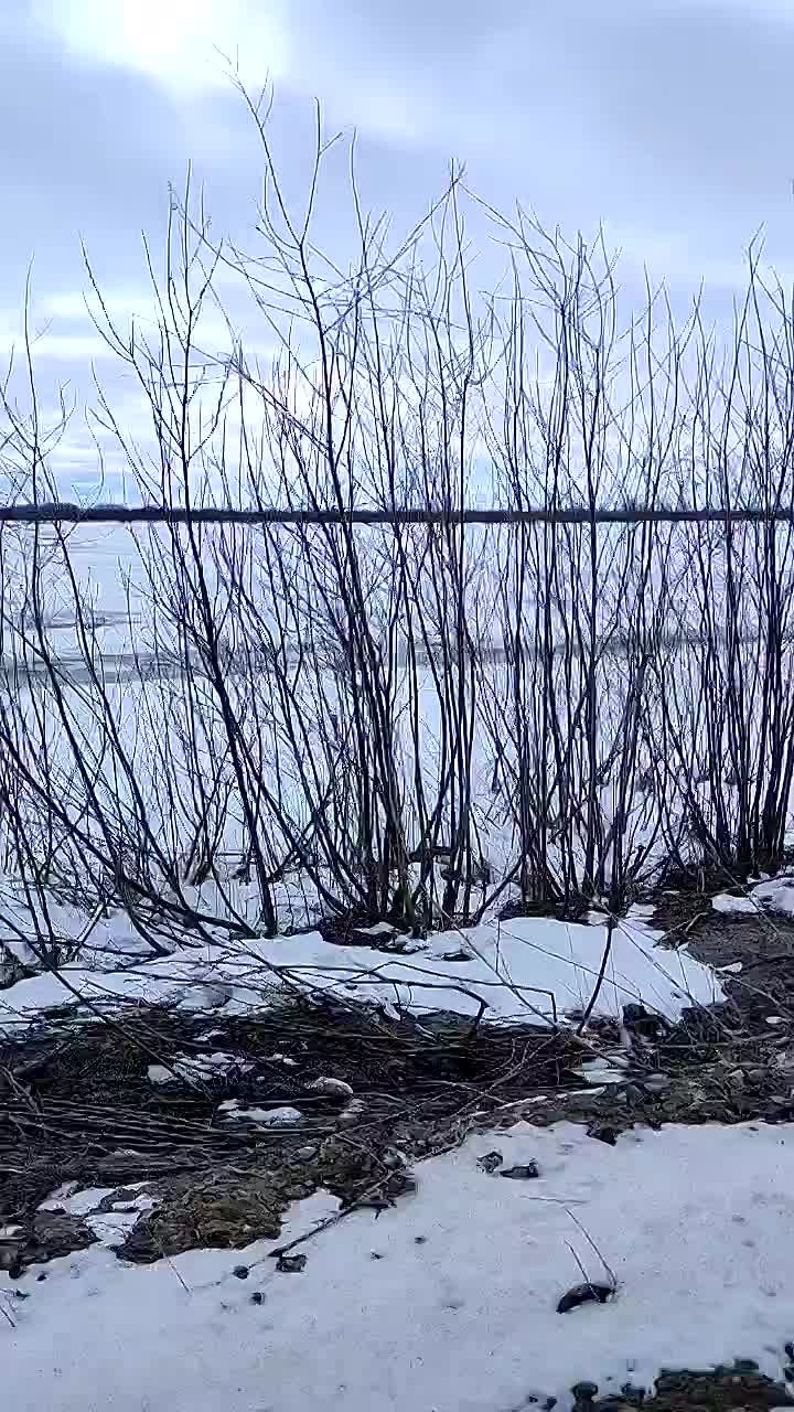 В Югру прилетели лебеди. Птицы, похоже, решили, что весна уже вступила в свои права