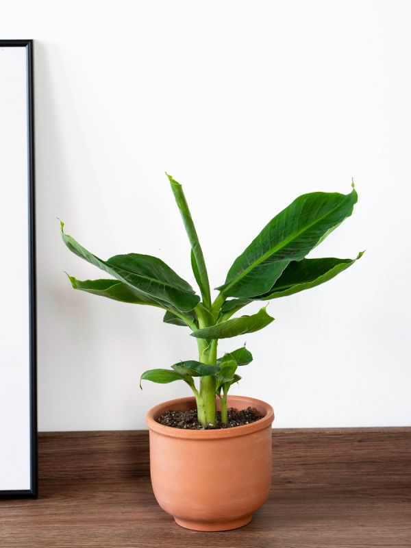 ��� ��������� ��������� �� ��������� �������: ������ ��� ��������� ��������