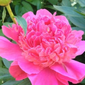 ����������� ����� ��� ������ ����: ����� �������