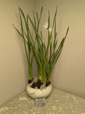 Как выгонка первоцветов преображает зимние дни: советы и секреты