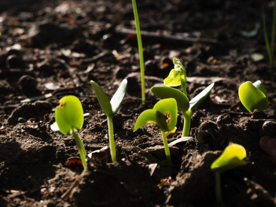 ��������� �������: ��� ��������� ������� �������� �� ����� ���������