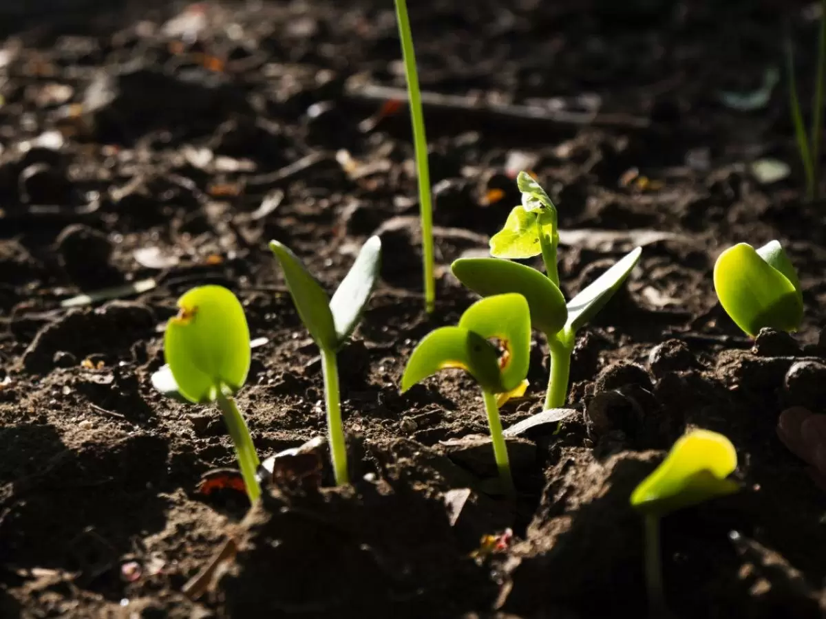Пикировка рассады: как сохранить молодые растения во время пересадки