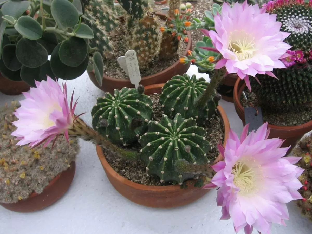 Тайна домашних растений: как зелёные любимцы приносят удачу и богатство