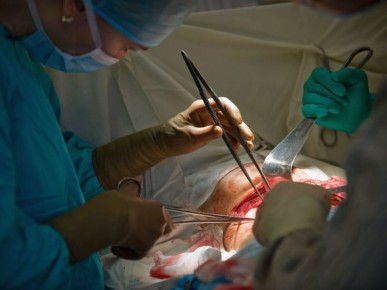 Свиные почки: новый взгляд на трансплантацию человеческих органов