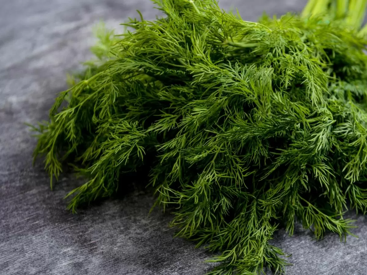 Укроп и морковь: идеальная пара для вашего огорода