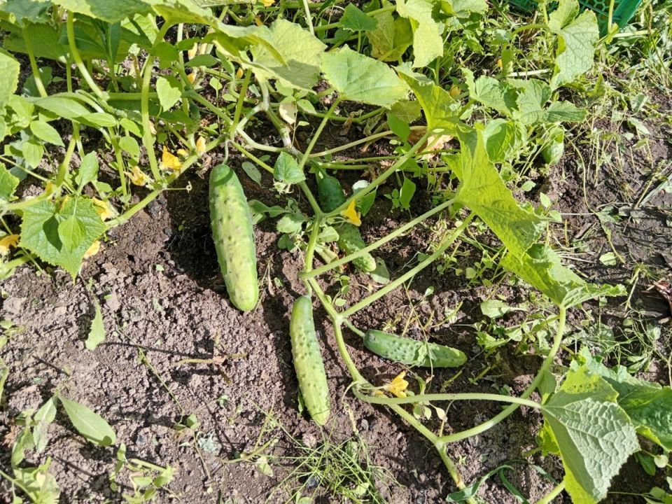 ������ ������� �����������: ��� ������� ������ ������� �� �������