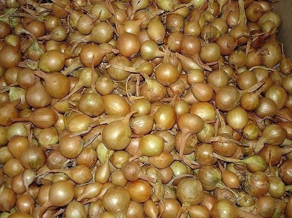 ����� �������� ������� ����: ������� ������� �������