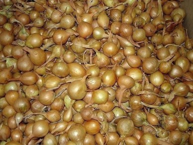 ����� �������� ������� ����: ������� ������� �������