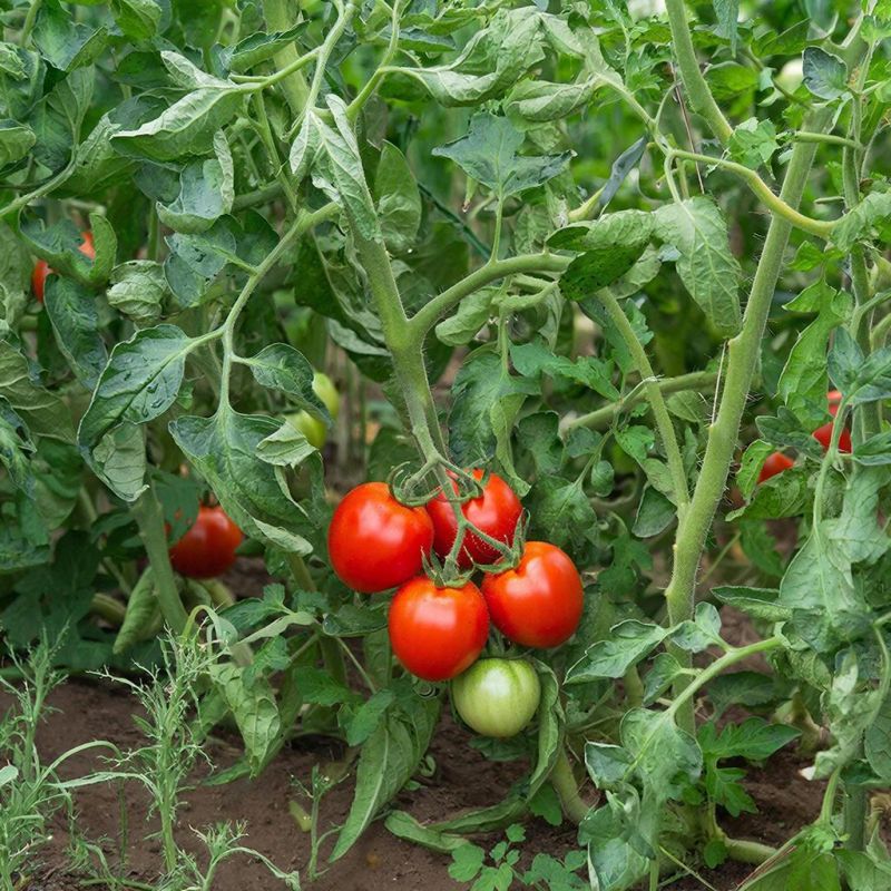 ������ ���������� ������ � ����������: �������� ������� � ������