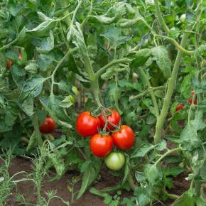 ������ ���������� ������ � ����������: �������� ������� � ������