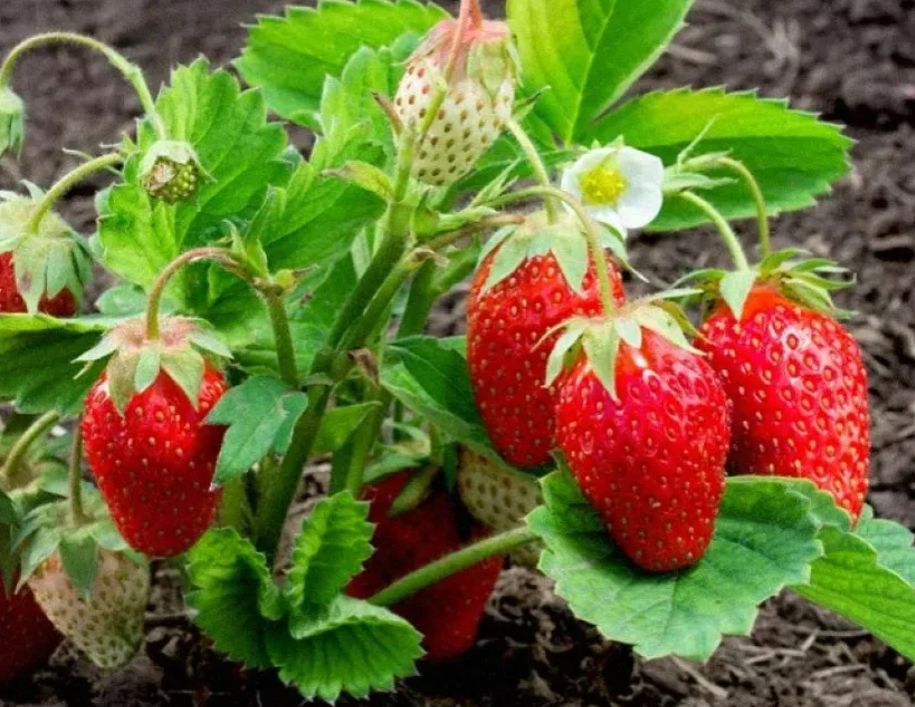 ��� ��������� ��������� �� ���������: ������� ��������� ������