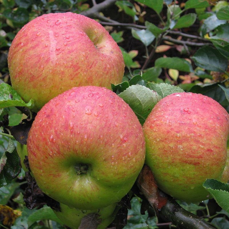 �������� ������ ������: ��� ������� ����� ����������� ������