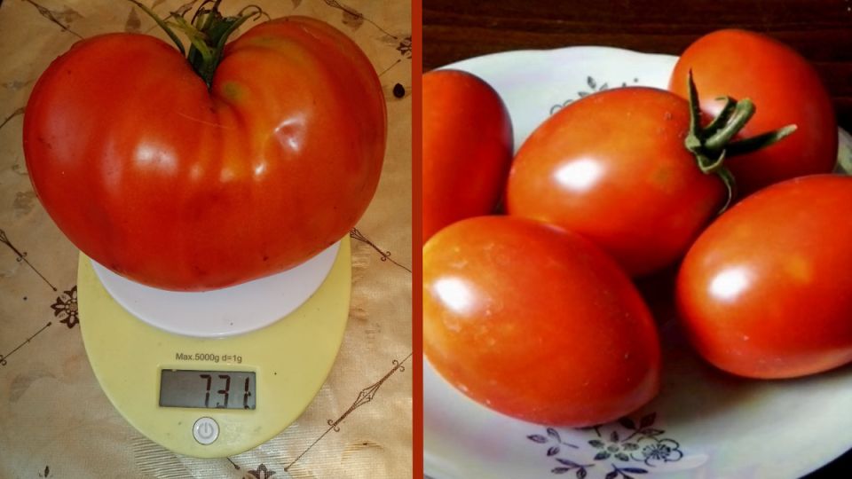 ����������� ������� �������� �� ����: ������ ������ �� ������ �������