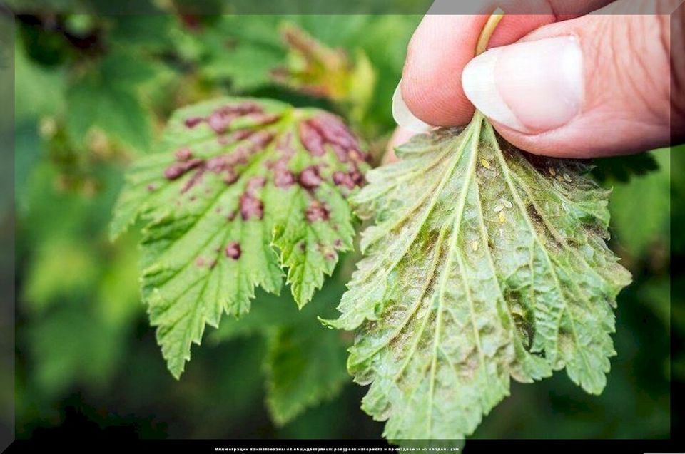 ������� ��������� ������: ������� �� ������� ������� ��� ��������� � �����������