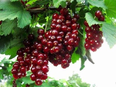 ���������, ������� ������ ���������� ��������