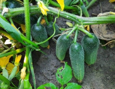 ������ ���� �����: ����� ������ �� ����������� � ��������