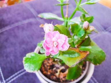 ����������� ��������: ������ ��������, ������� ������� ���� �������