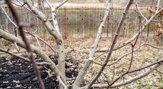 ��� ��������� �������� ����� ������ ������: �������� ������