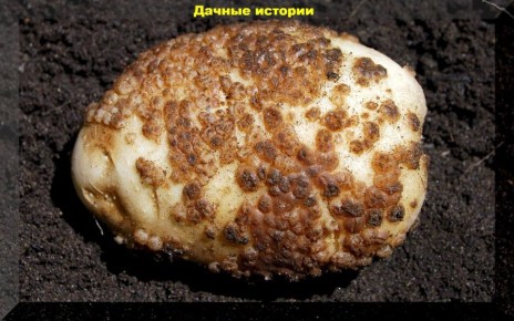 ��� ����������� ��������� � �������: ������ �� �������� � ����������