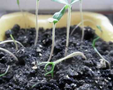 ��� ������ ������� �� ��������������: �������� ������