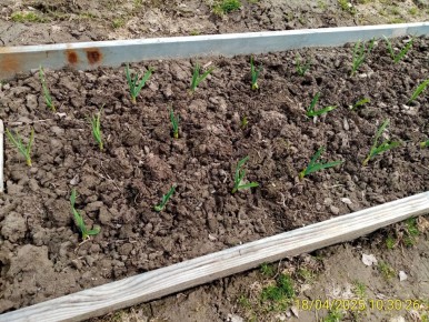 ����� �� ���������: ������� ��������� ������� ������� � ���� ��� �������� ������