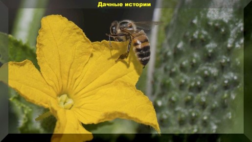 ����������� ������ ��������� ������ �������������� �������