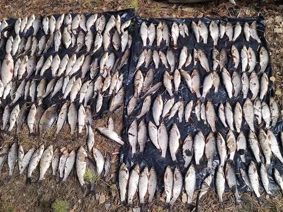 В Сургутском районе возбуждено уголовное дело о незаконном вылове рыбы в нерестовый период