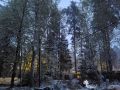 Как минусовая температура не повредила растениям: секреты их выживания